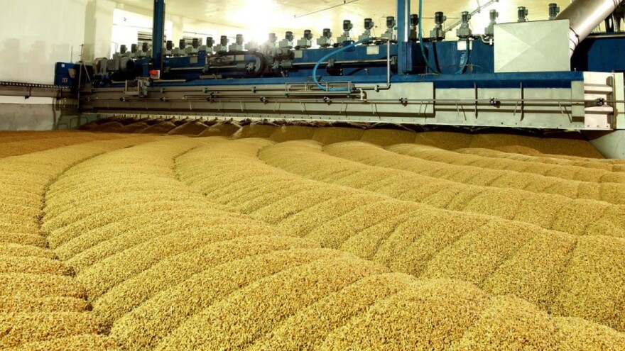 Bečki ječam za bečko pivo - proizvode ga na površini od 105 hektara