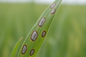 Ječam i najčešće bolesti koje uočavamo u proljetnom periodu