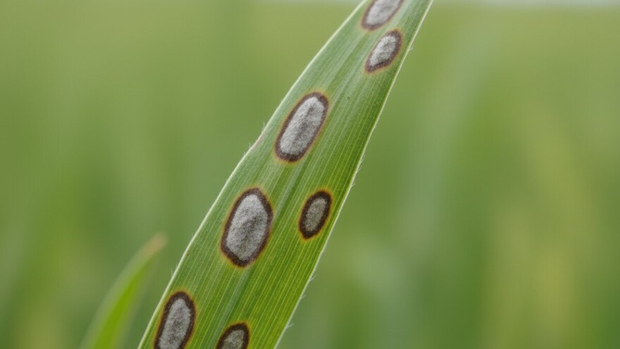 Ječam i najčešće bolesti koje uočavamo u proljetnom periodu