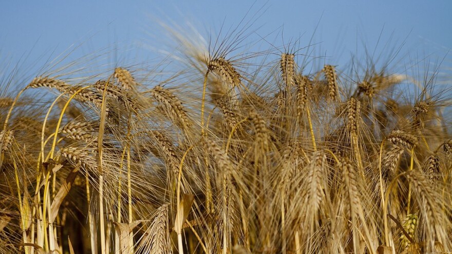 Emirati prestali uvoziti rusko brašno pa se Rusija još jače okrenula Kini