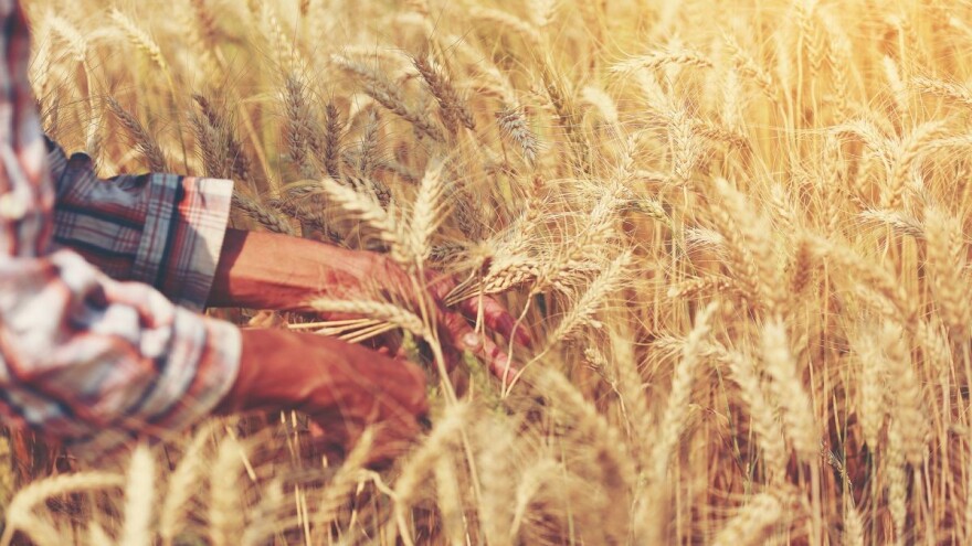 Kina postala vodeći kupac na svjetskom tržištu ječma