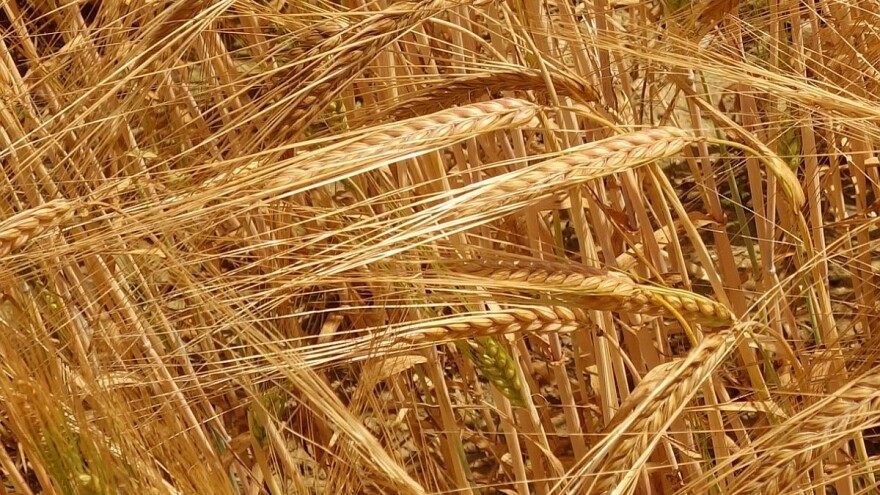 Ruski izvoznici žitarica fokusirali se na pšenicu