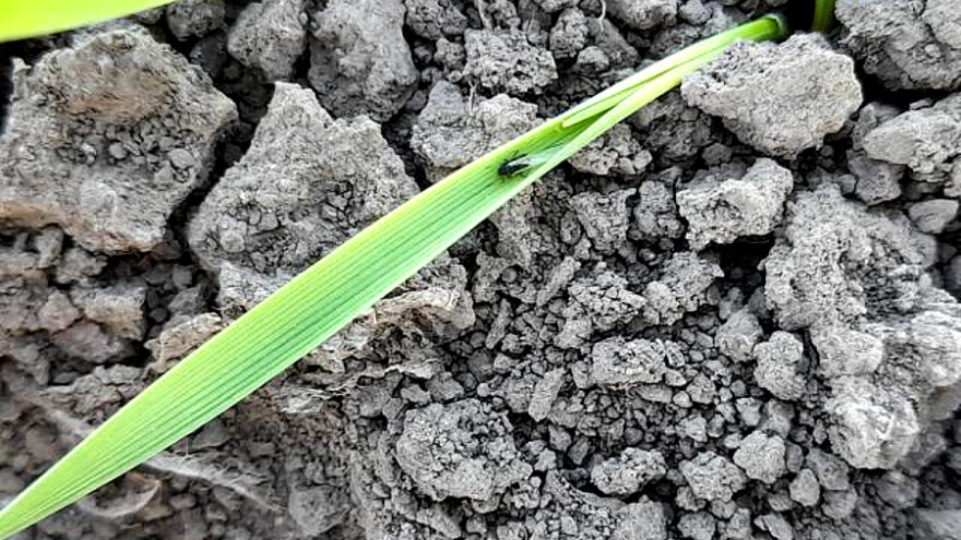 Kako zaštititi ječam od biljnih vaši?