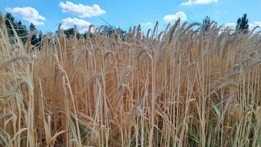 Brlošić: Vrtiće na ruralnom prostoru nije trebalo graditi na štetu financiranja poljoprivrede