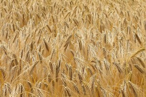 Ukrajina od početka nove sezone izvezla 4,6 megatona žitarica