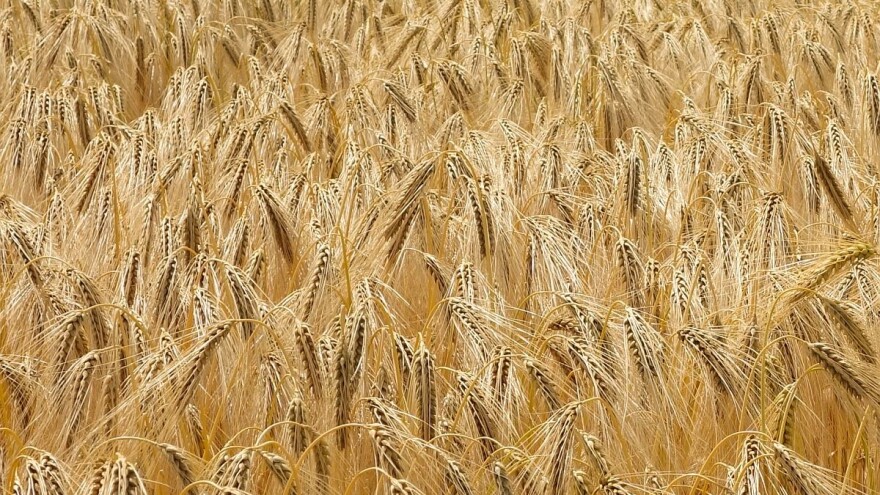 Ukrajina od početka nove sezone izvezla 4,6 megatona žitarica