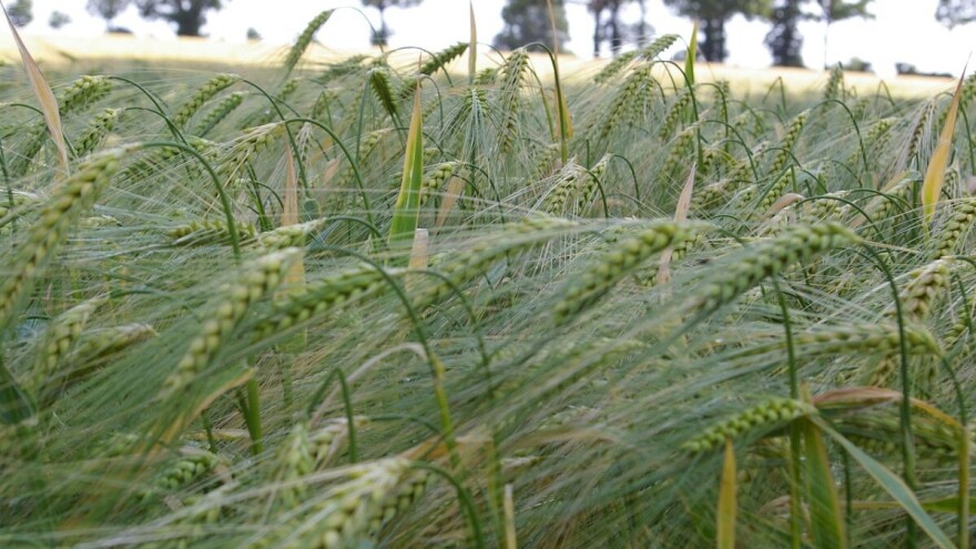 Žuta patuljavost ječma, virus koji prenosi više od 20 vrsta lisnih vaši