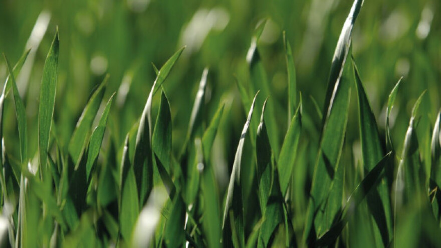 Inovativno rješenje u zaštiti žitarica od bolesti