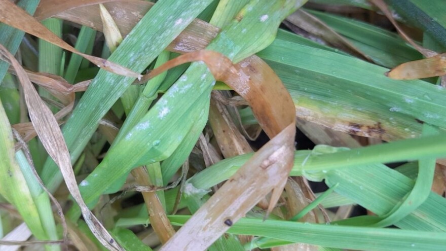 Zdravstveno stanje strnih žita: Uočena mrežasta i siva pegavost lista