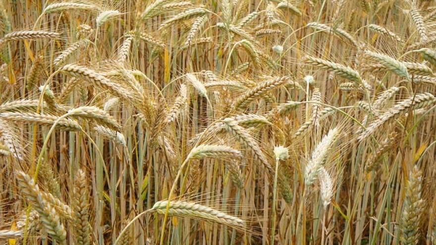 Ukrajinski izvoz ječma 20% manji nego lane