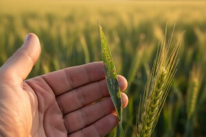 Ječam štitite od pjegavosti, a pšenicu od žute hrđe