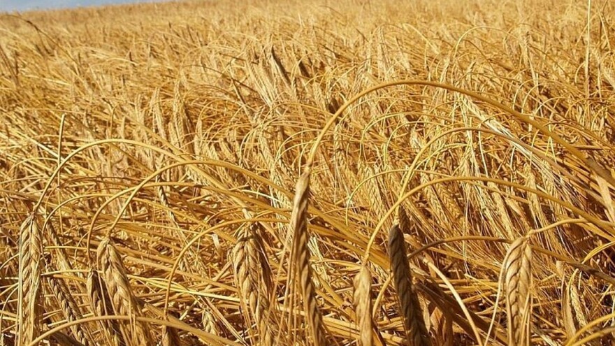 Snažan rast izvoza ruskog ječma