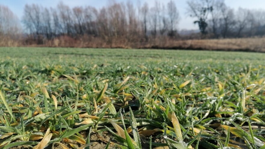 Arapović: "Prihranu ozimih usjeva bolje je obaviti ranije, nego kasnije"