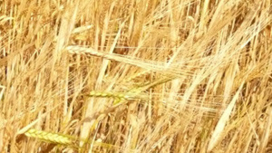 Belje u gubitku većem od 16 milijuna kuna