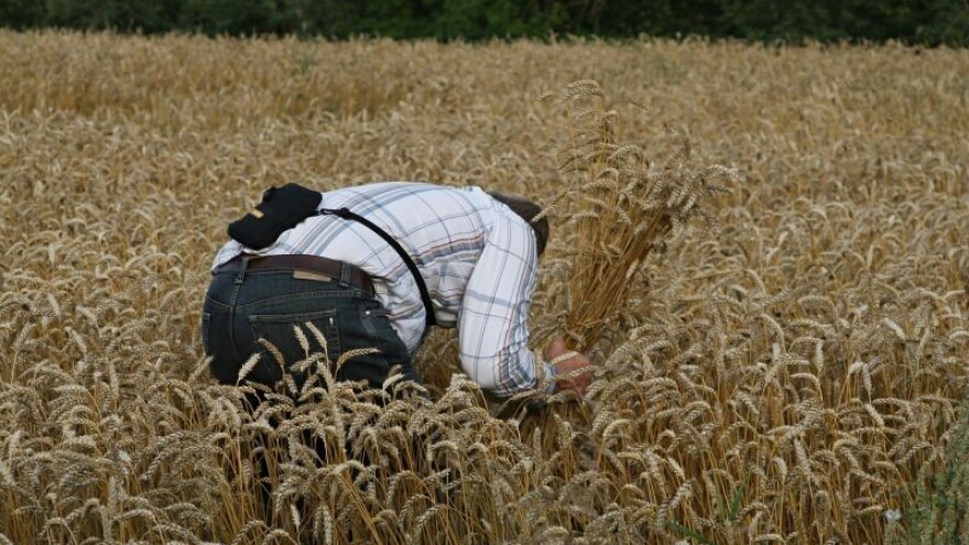 Svijetla budućnost za proizvođače ječma?