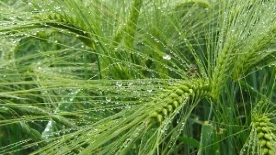 Špica proljetnih radova na oranicama