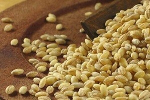 Krenula je sjetva ječma na našim oranicama