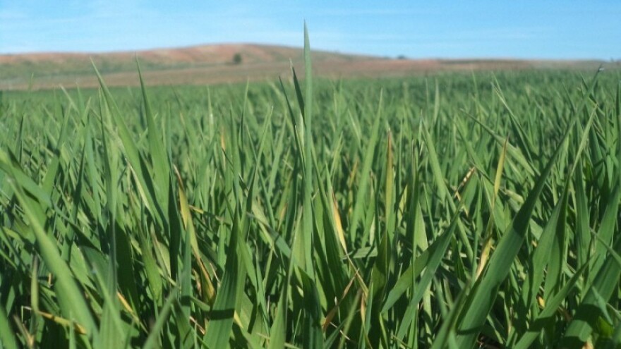 Preporuke o zaštiti ozimog ječma!