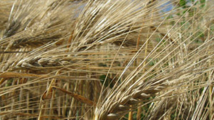 Ratari zadovoljni - prinosi ječma iznad svih očekivanja