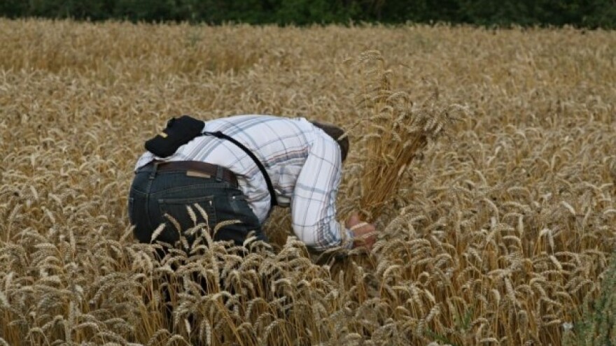 Svijetla budućnost za proizvođače ječma?