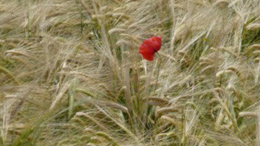 Integrirana proizvodnja ratarskih kultura