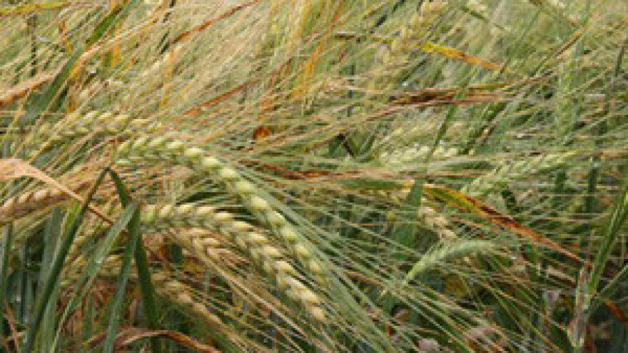 Evo kako se u nekim selima dodijeljuje zemlja!