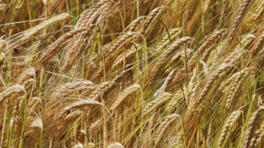 Počela žetva ječma