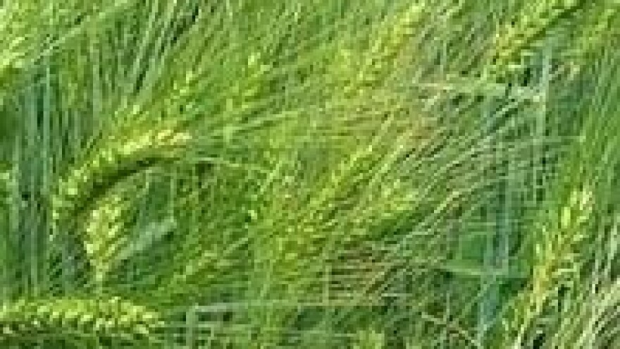 Izdužene sive pjege znak bolesti ozimog ječma