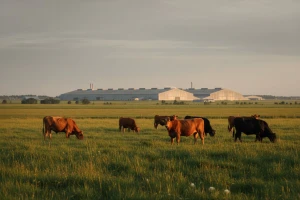 Jedite duplo manje mesa - spasite planet, poručuje Greenpeace