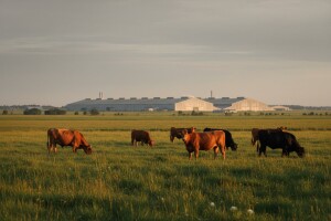 Jedite duplo manje mesa - spasite planet, poručuje Greenpeace