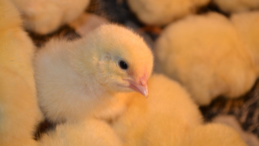 Profesor engleskog odlučio se baviti peradarstvom