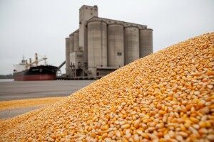 Jeftiniji kukuruz iz Turske konkuriše američkom?