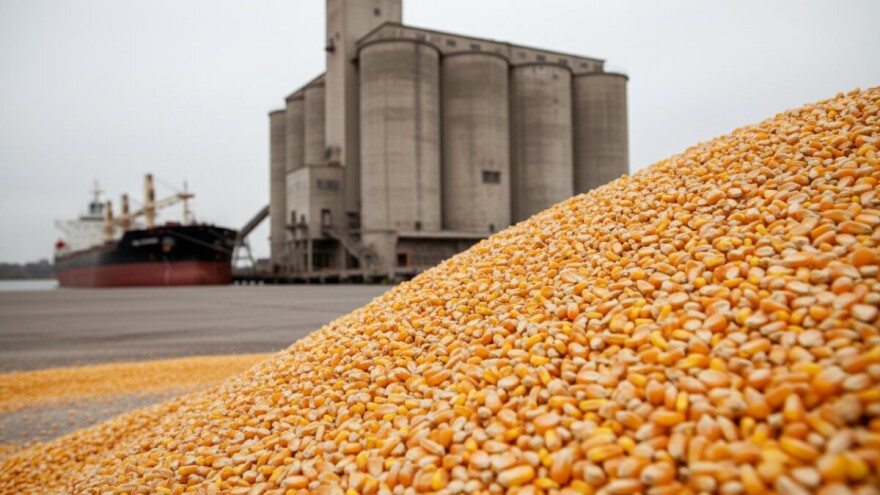 Jeftiniji kukuruz iz Turske konkuriše američkom?