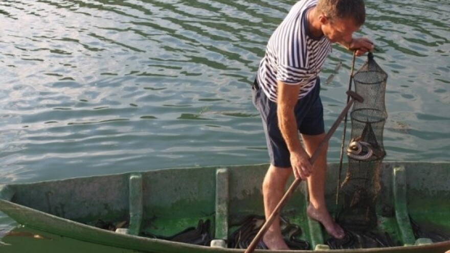 Neretvanska jegulja najbolja je u jesen!