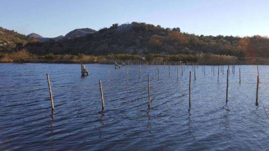Jegulja tražena na tržištu BiH