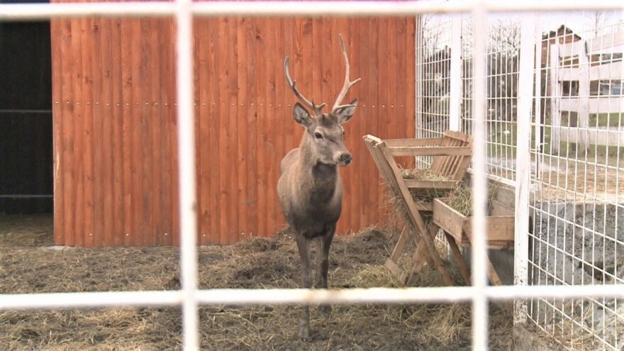 Za manje od godinu dana napravio mini zoo vrt - u planu i etno kuća