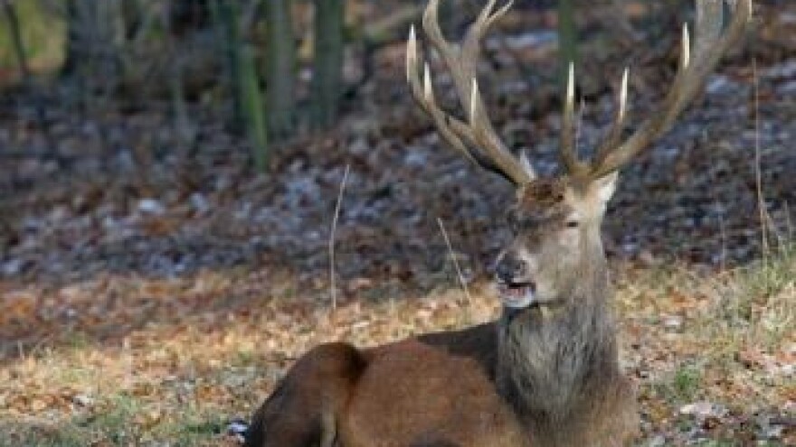 Lovni kapaciteti obećavaju