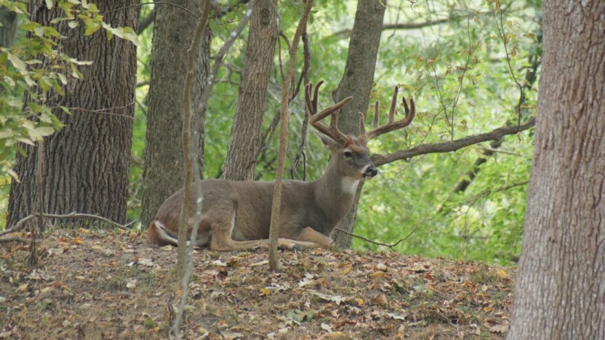 Lovište Kozara zbog jelenske divljači među najatraktivnijim u Evropi