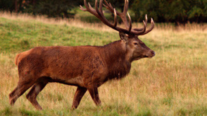 Otvorenje Lovačke kuće Kućanci i objekta za prijem, obradu, rasijecanje i skladištenje mesa divljači