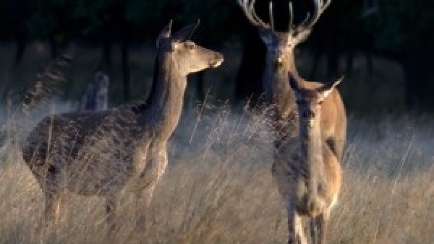 Hrvatska u lovnom turizmu uzima samo mrvice