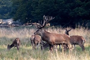 Europski vjetar u leđa hrvatskom lovstvu
