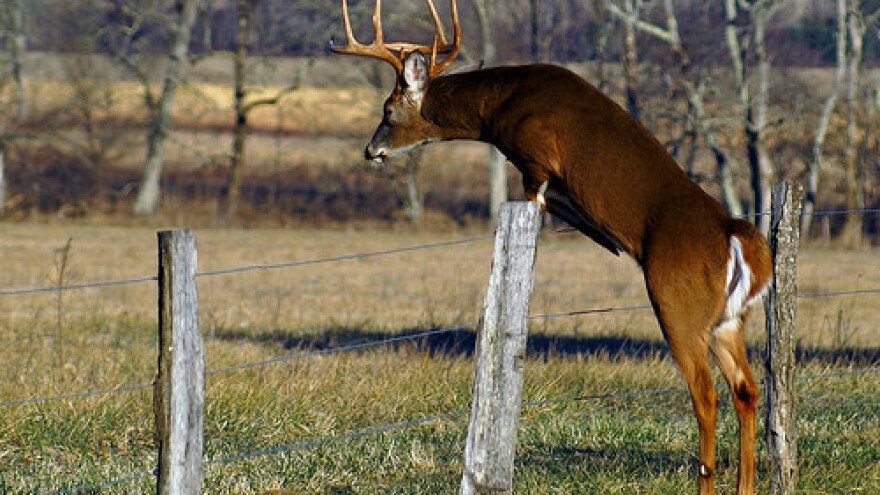 Životinje ugibaju, migranti prolaze