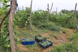 Gajenje krastavca na žičanoj armaturi: Kako?