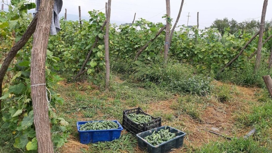 Gajenje krastavca na žičanoj armaturi: Kako?