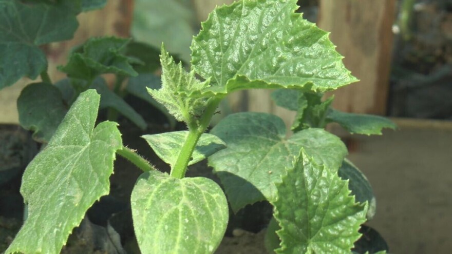 Kako se cijepi lubenica na vrg?