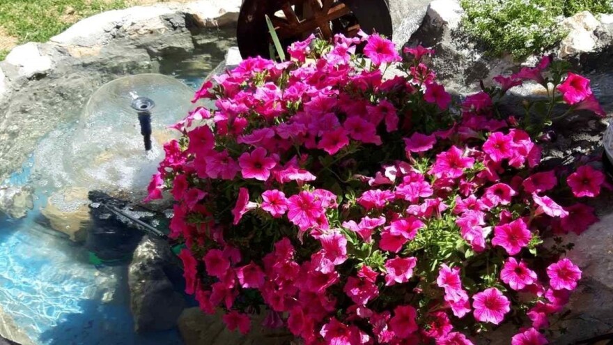 Uzgoj cveća traži rad i posvećenost, ali i opušta - kažu prozvođači