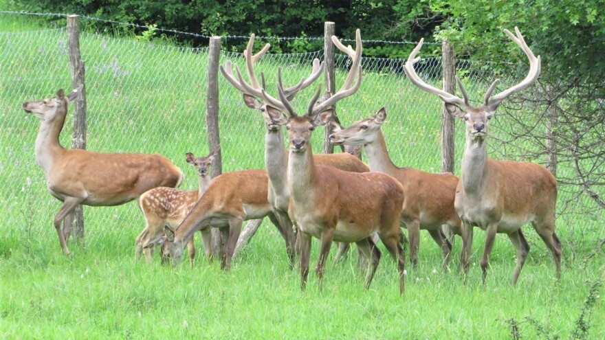 Posle pola veka na Zlataru se opet čuje rika jelena