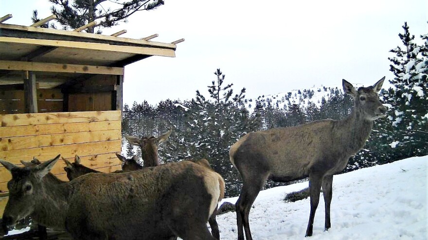 Jeleni ponovo pasu na proplancima Zapadne Srbije