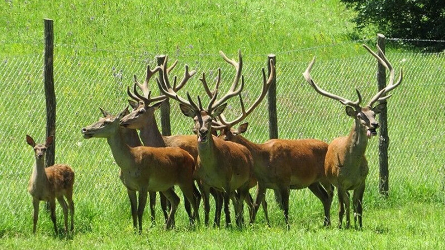 Za rast populacije jelenske divljači - u Knjaževac stiglo osam jedinki