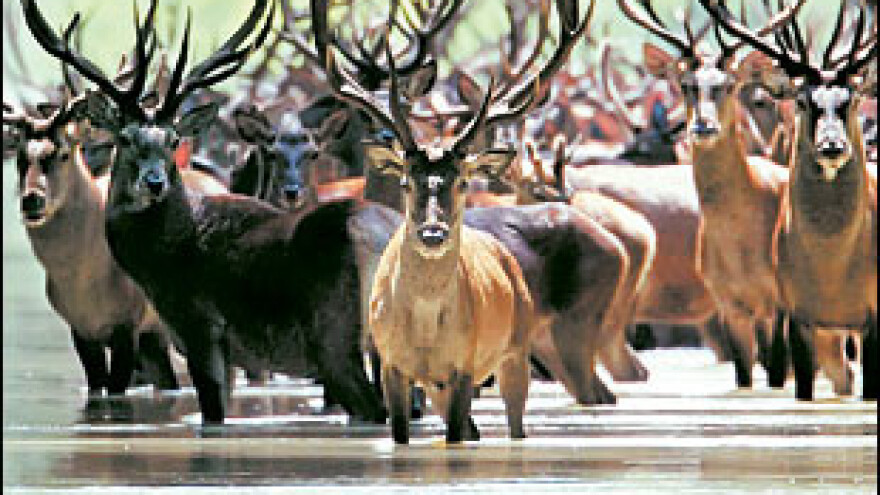 Izliječeni jeleni opet su ponos baranjskih šuma